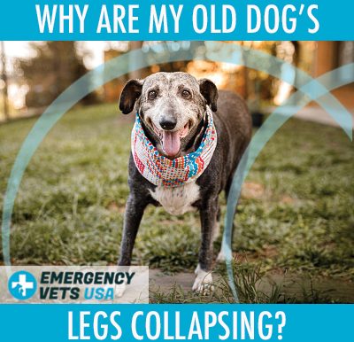 Old Dogs Legs Are Collapsing