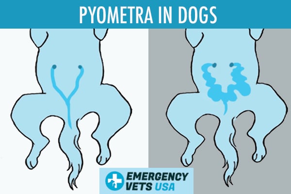 What Are Symptoms Of Pyometra In Dogs