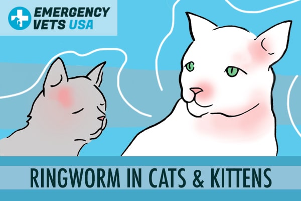 Ringworm In Cats