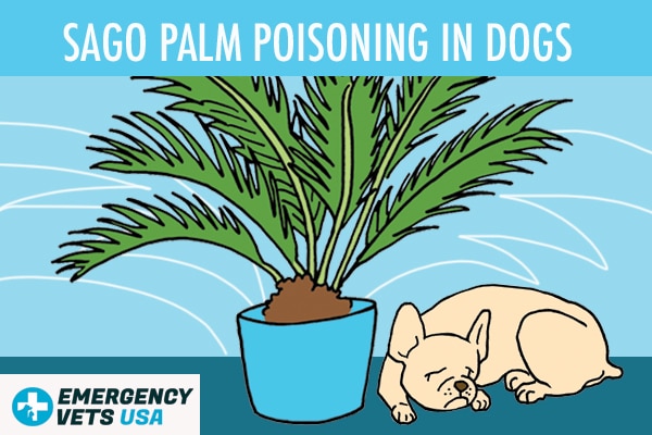 Sago Palm Poisoning In Dogs