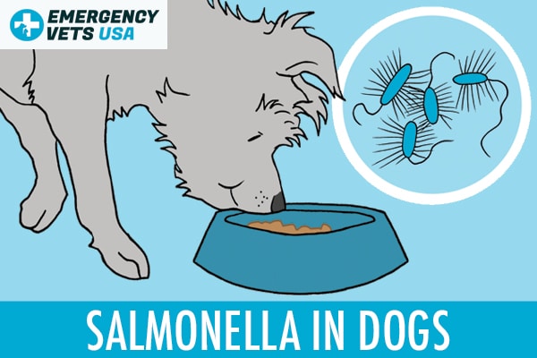 Salmonella In Dogs