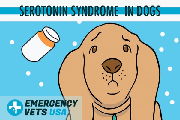Serotonin Syndrome In Dogs