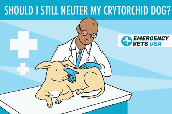 Should I Still Neuter My Crytorchid Dog