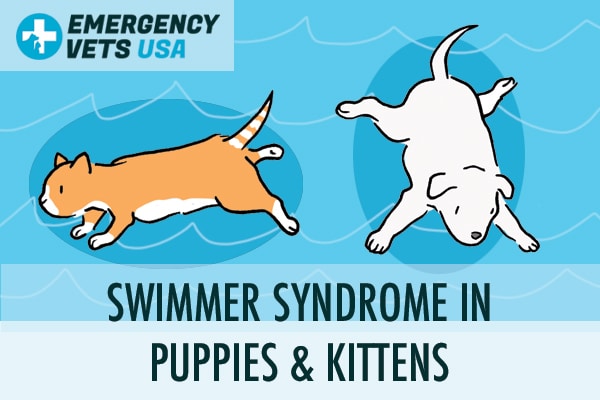 Swimmer Syndrome In Puppies and Kittens