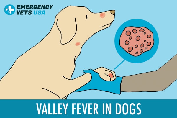 Valley Fever In Dogs