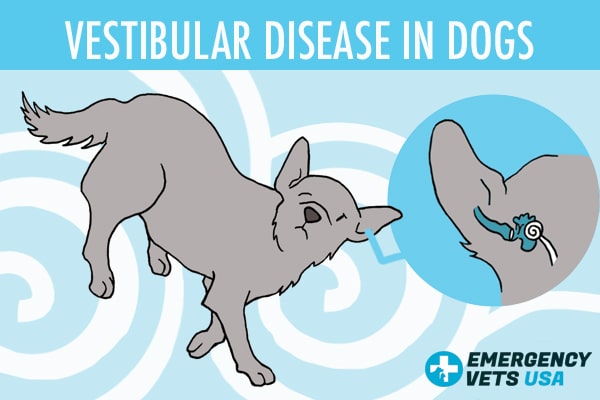 what is the treatment for vestibular disease in dogs