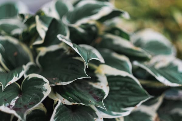 What A Hostas Plant Looks Like