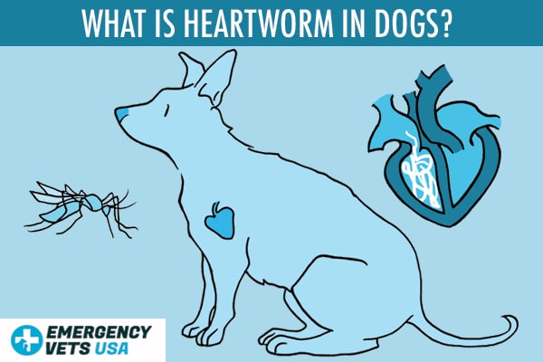 do dogs poop out dead heartworms