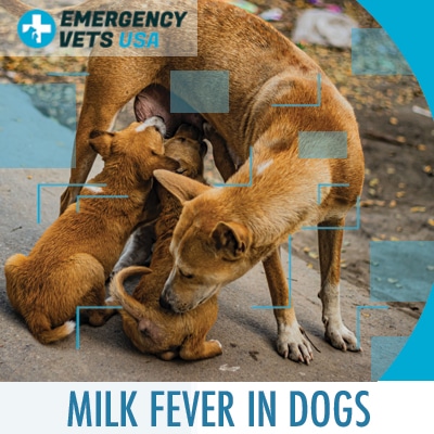 What Is Milk Fever In Dogs