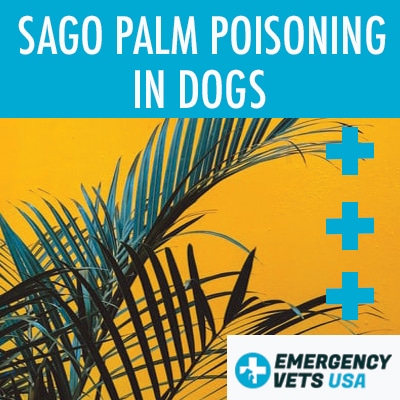 What Is Sago Palm Poisoning In Dogs