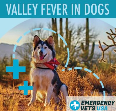 What Is Valley Fever In Dogs