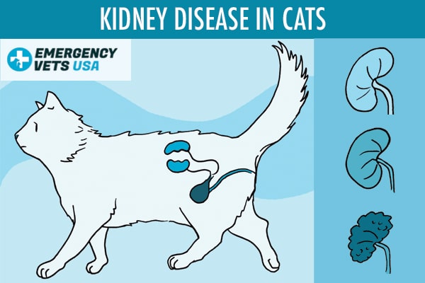 When To Euthanize A Cat With Kidney Disease