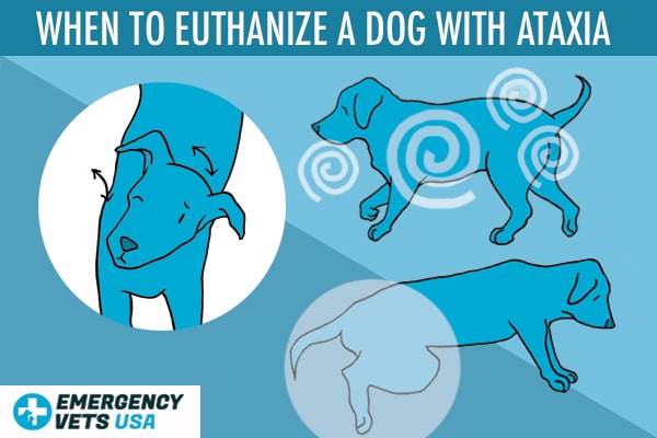 When To Euthanize A Dog With Ataxia