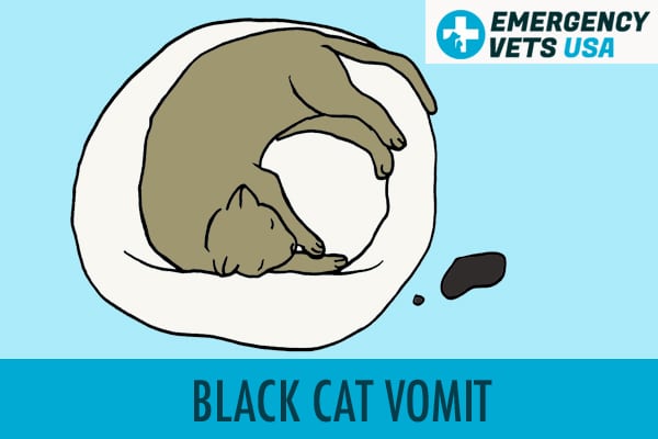 Black Cat Vomit
