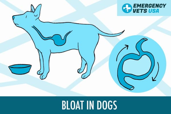 Bloat In Dogs