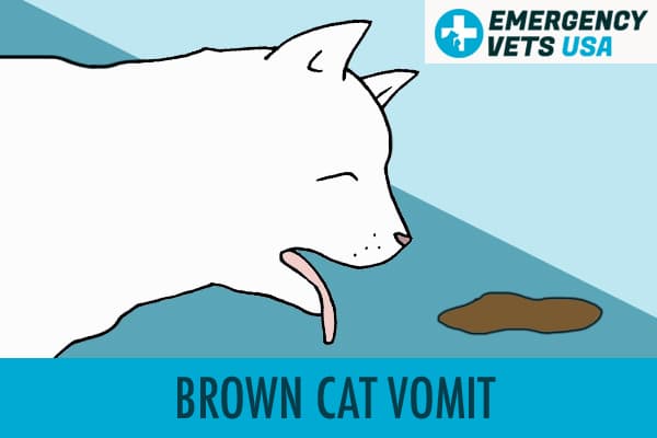 Brown Cat Vomit