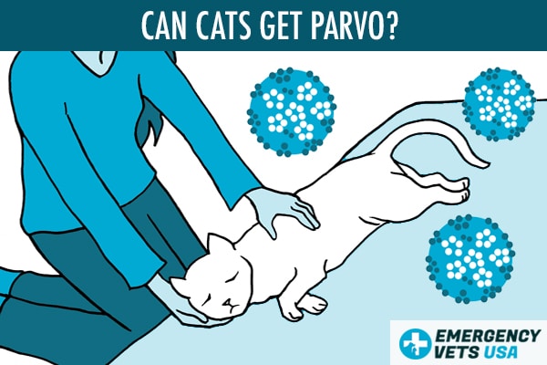 Can Cats Get Parvo