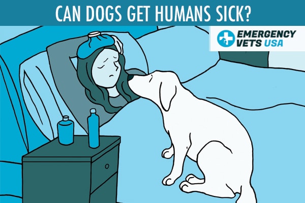 can dogs transmit disease to humans