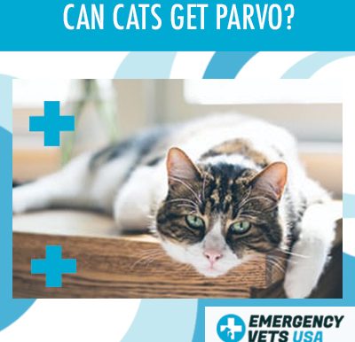 Can My Cat Get Parvovirus