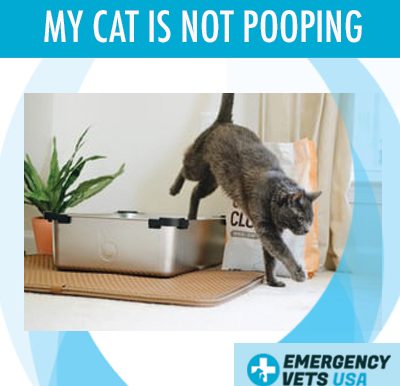 Cat Is Not Pooping