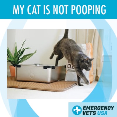 cat not pooping after vet visit