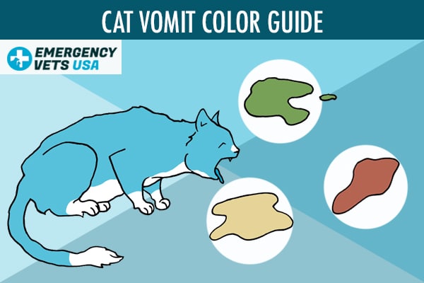 Cat Vomit Color Guide