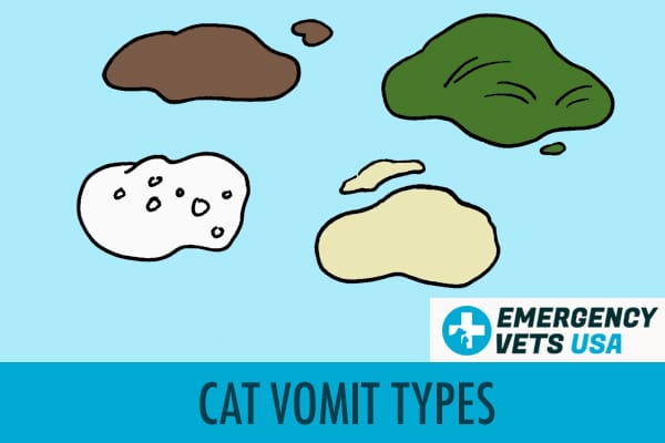 Cat Vomit Types