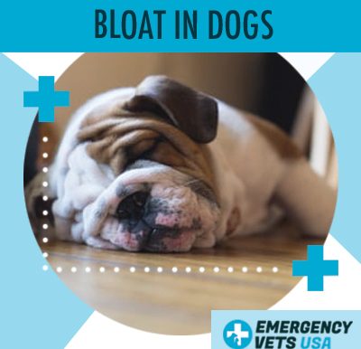 Dog With Bloat