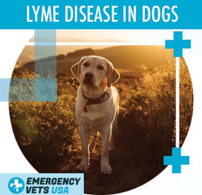 Dog With Lyme Disease