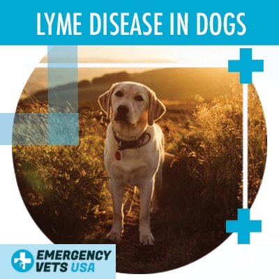 Lyme Disease In Dogs, Signs, Symptoms & Treatments For Your Pup