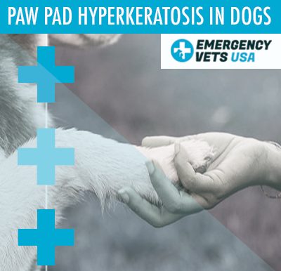 Dog With Paw Pad Hyperkeratosis