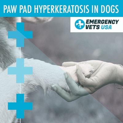 dog pad hyperkeratosis