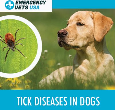 Dog With Tick Disease