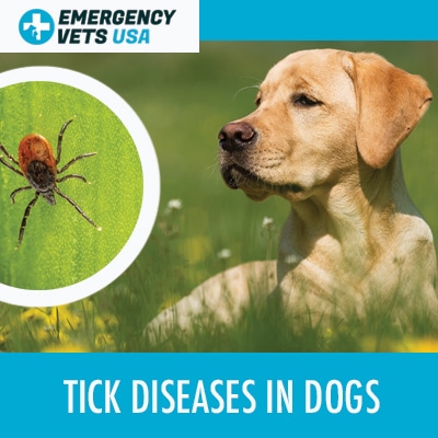 where do ticks usually hide on dogs