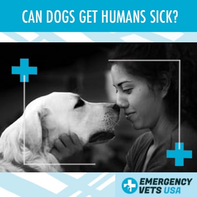 can dogs feel sick like humans