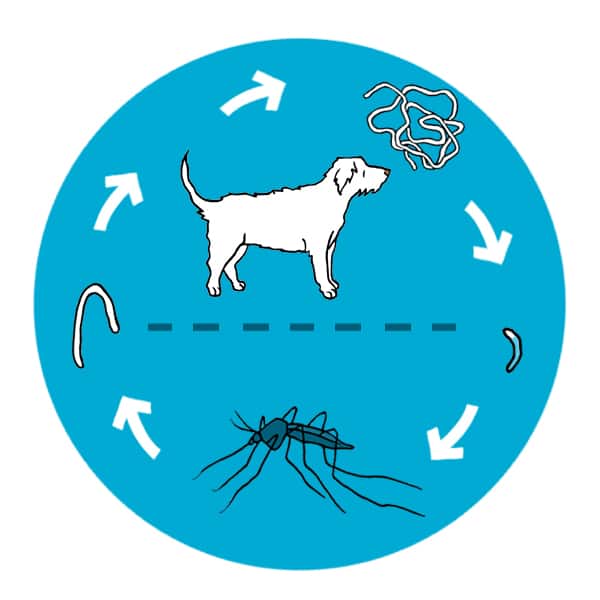 Life Cycle of Heartworms in Dogs