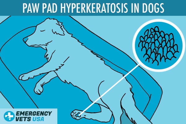 is dog hyperkeratosis painful