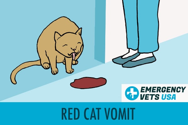 Red Cat Vomit