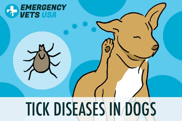 Tick Diseases In Dogs