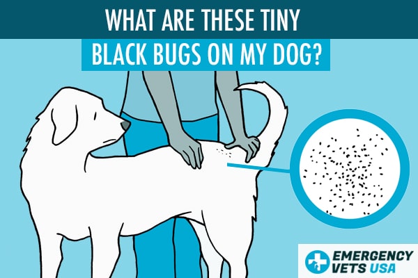 Tiny Black Bugs On My Dog Not Fleas