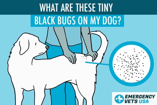 Small black best sale bugs on dog