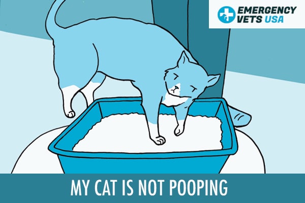 What To Do If My Cat Is Not Pooping