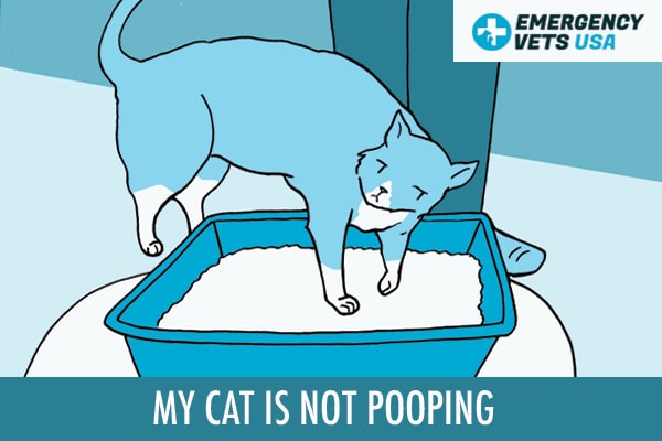 Cat Is Not Pooping Is It Constipation Or Something Else