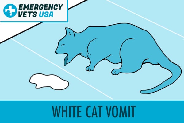 White Cat Vomit