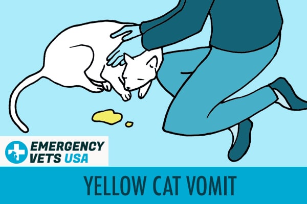 Cat vomiting outlet yellow green bile