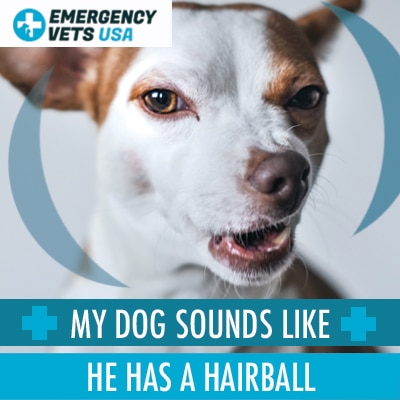 older dog sounds like he has a hairball