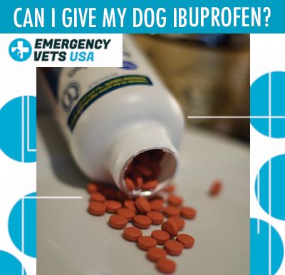 Can Dogs Have Ibuprofen