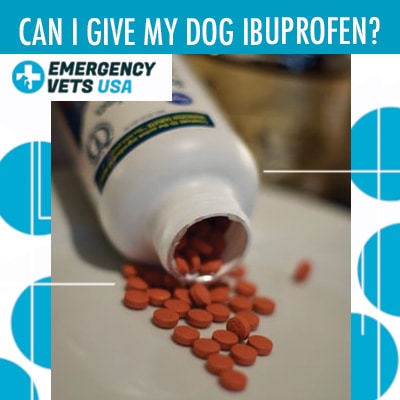Can Dogs Take Ibuprofen? - PetMD