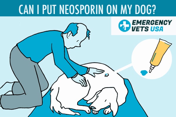 Can I Put Neosporin On My Dog