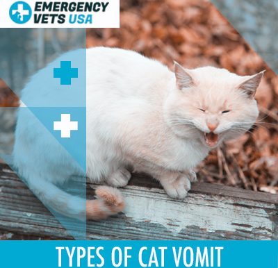 Cat Vomit Types